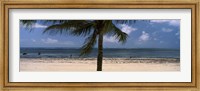 Framed Palm tree on the beach, Malindi, Coast Province, Kenya