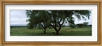 Framed Trees on a landscape, Lake Nakuru National Park, Great Rift Valley, Kenya