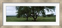 Framed Trees on a landscape, Lake Nakuru National Park, Great Rift Valley, Kenya