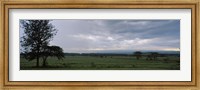 Framed Lake Nakuru National Park, Great Rift Valley, Kenya