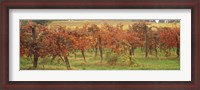 Framed Vineyard on a landscape, Apennines, Emilia-Romagna, Italy