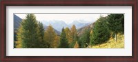 Framed Larch trees with a mountain range in the background, Dolomites, Cadore, Province of Belluno, Veneto, Italy