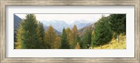 Framed Larch trees with a mountain range in the background, Dolomites, Cadore, Province of Belluno, Veneto, Italy