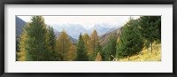 Framed Larch trees with a mountain range in the background, Dolomites, Cadore, Province of Belluno, Veneto, Italy