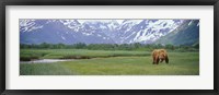 Framed Grizzly bear grazing in a field, Kukak Bay, Katmai National Park, Alaska