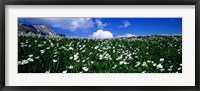 Framed White flowers in a field, French Riviera, Provence-Alpes-Cote d'Azur, France
