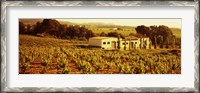 Framed Farmhouses in a vineyard, Penedes, Catalonia, Spain