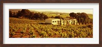Framed Farmhouses in a vineyard, Penedes, Catalonia, Spain
