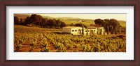 Framed Farmhouses in a vineyard, Penedes, Catalonia, Spain