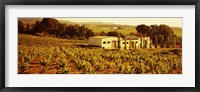 Framed Farmhouses in a vineyard, Penedes, Catalonia, Spain