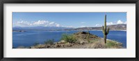 Framed Cactus at the lakeside with a mountain range in the background, Lake Pleasant, Arizona, USA