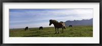 Framed Icelandic horses in a field, Svinafell, Iceland