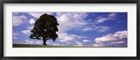 Framed Tree in a field with woman walking along with balloons, Baden-Wurttemberg, Germany