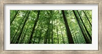 Framed Low angle view of beech trees, Baden-Wurttemberg, Germany