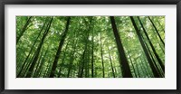 Framed Low angle view of beech trees, Baden-Wurttemberg, Germany
