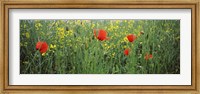 Framed Poppies blooming in oilseed rape (Brassica napus) field, Baden-Wurttemberg, Germany