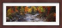 Framed Stream with trees in a forest in autumn, Nova Scotia, Canada