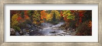 Framed Stream with trees in a forest in autumn, Nova Scotia, Canada