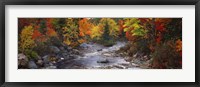 Framed Stream with trees in a forest in autumn, Nova Scotia, Canada