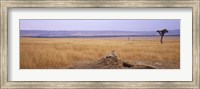 Framed Cheetah (Acinonyx jubatus) sitting on a mound looking back, Masai Mara National Reserve, Kenya