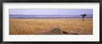 Framed Cheetah (Acinonyx jubatus) sitting on a mound looking back, Masai Mara National Reserve, Kenya