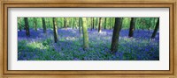 Framed Bluebells in a forest, Charfield, Gloucestershire, England