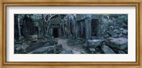 Framed Overgrown tree roots on ruins of a temple, Ta Prohm Temple, Angkor, Cambodia