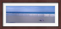 Framed Portuguese Man-Of-War (Physalia physalis) on the beach, Bermuda