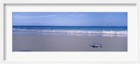 Framed Portuguese Man-Of-War (Physalia physalis) on the beach, Bermuda