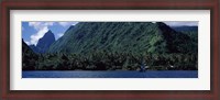 Framed Trees on the coast, Tahiti, French Polynesia