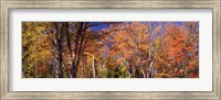 Framed Trees in autumn, Vermont, USA