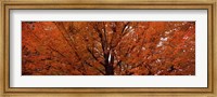 Framed Maple tree in autumn, Vermont, USA