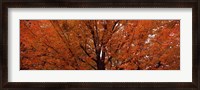 Framed Maple tree in autumn, Vermont, USA