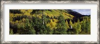 Framed Newlywed couple in a forest, Aspen, Pitkin County, Colorado, USA
