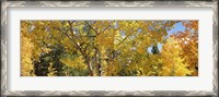 Framed Aspen trees with foliage in autumn, Colorado, USA