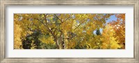 Framed Aspen trees with foliage in autumn, Colorado, USA