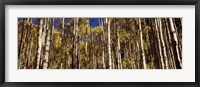 Framed Aspen tree trunks in autumn, Colorado, USA