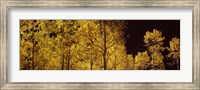 Framed Aspen trees in autumn with night sky, Colorado, USA