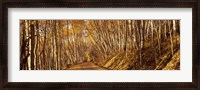 Framed Road in the Forest, Colorado