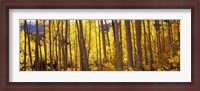 Framed Aspen tree trunks and foliage in autumn, Colorado, USA