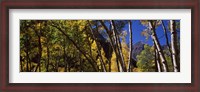 Framed Aspen trees with mountains in the background, Maroon Bells, Aspen, Pitkin County, Colorado, USA