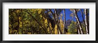 Framed Aspen trees with mountains in the background, Maroon Bells, Aspen, Pitkin County, Colorado, USA