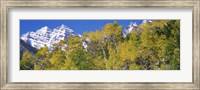 Framed Forest with snowcapped mountains in the background, Maroon Bells, Aspen, Pitkin County, Colorado, USA
