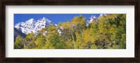 Framed Forest with snowcapped mountains in the background, Maroon Bells, Aspen, Pitkin County, Colorado, USA