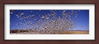 Framed Snow Geest, Bosque del Apache National Wildlife Reserve, New Mexico, USA