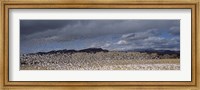 Framed Flock of Snow Geese Flying Under a Cloudy Sky, Bosque del Apache National Wildlife Reserve, New Mexico