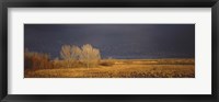 Framed Flock of Snow, Bosque del Apache National Wildlife Reserve, Socorro County, New Mexico