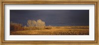 Framed Flock of Snow, Bosque del Apache National Wildlife Reserve, Socorro County, New Mexico