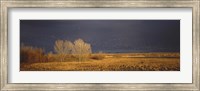 Framed Flock of Snow, Bosque del Apache National Wildlife Reserve, Socorro County, New Mexico