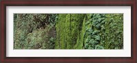 Framed Ferns and moss covered hill, Columbia River Gorge, Oregon, USA